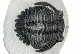 Detailed Hollardops Trilobite - Ofaten, Morocco #347777-5